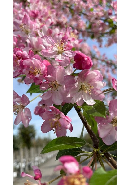 Zierapfel 'Hillieri' | Malus 'Hillieri'