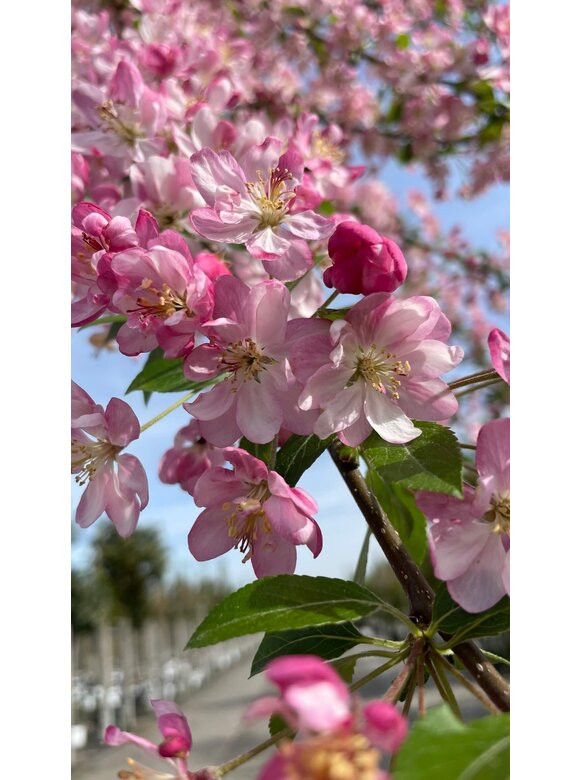 Zierapfel 'Hillieri' | Malus 'Hillieri' Zierapfel 'Hillieri' | Malus 'Hillieri'