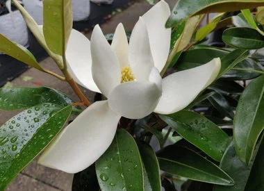 Immergrüne Magnolie