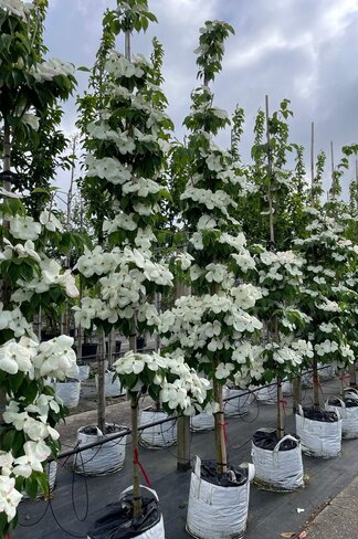 Japanischer Blumen-Hartriegel 'Rutdan' | Cornus 'Rutdan' (Celestial)
