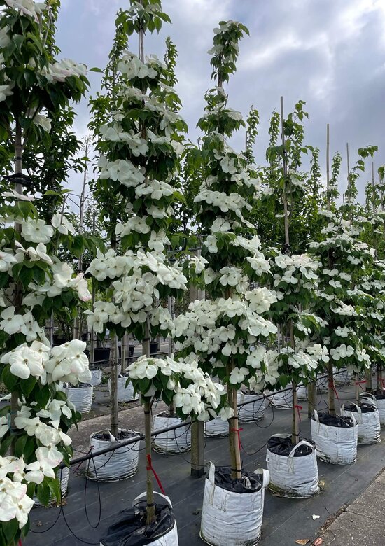 Japanischer Blumen-Hartriegel 'Rutdan' | 3-Jahres-Garantie - Venovi