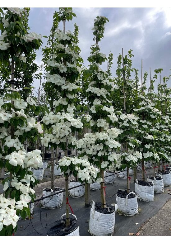 Japanischer Blumen-Hartriegel 'Rutdan' | Cornus 'Rutdan' (Celestial)