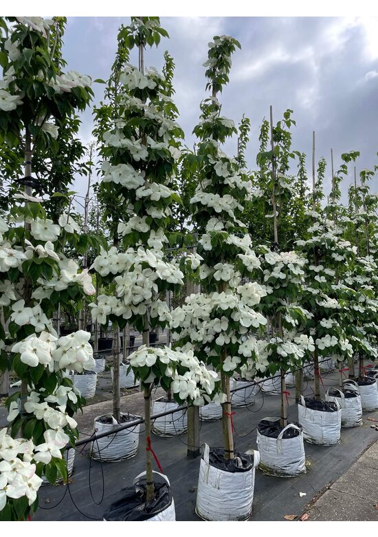 Japanischer Blumen-Hartriegel 'Rutdan' | Cornus 'Rutdan' (Celestial) Japanischer Blumen-Hartriegel 'Rutdan' | Cornus 'Rutdan' (Celestial)