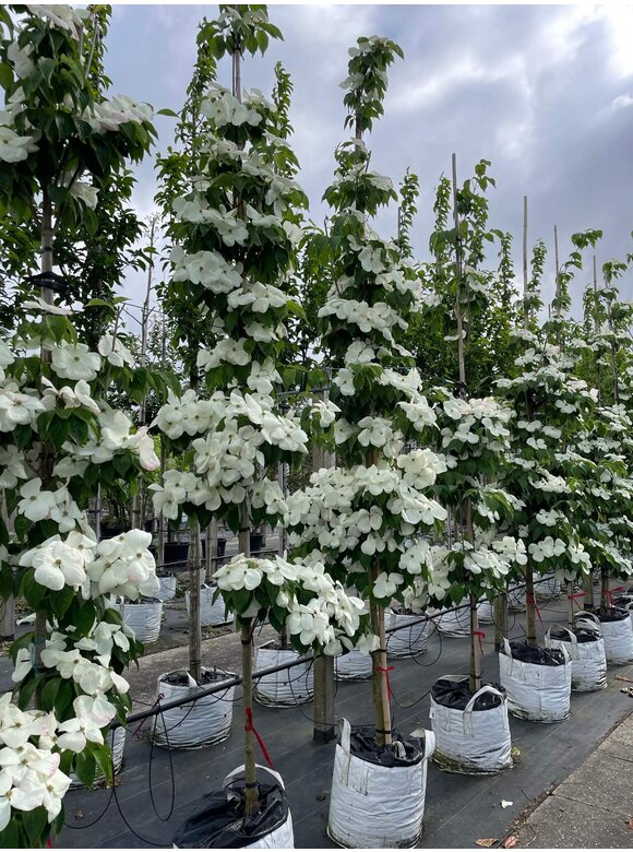 Japanischer Blumen-Hartriegel 'Rutdan' | Cornus 'Rutdan' (Celestial) Japanischer Blumen-Hartriegel 'Rutdan' | Cornus 'Rutdan' (Celestial)