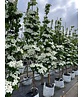 Japanischer Blumen-Hartriegel 'Rutdan' | Cornus 'Rutdan' (Celestial) Japanischer Blumen-Hartriegel 'Rutdan' | Cornus 'Rutdan' (Celestial)