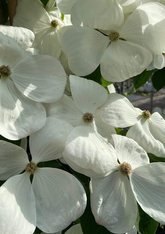 Japanischer Blumen-Hartriegel 'Rutdan' | 3-Jahres-Garantie - Venovi