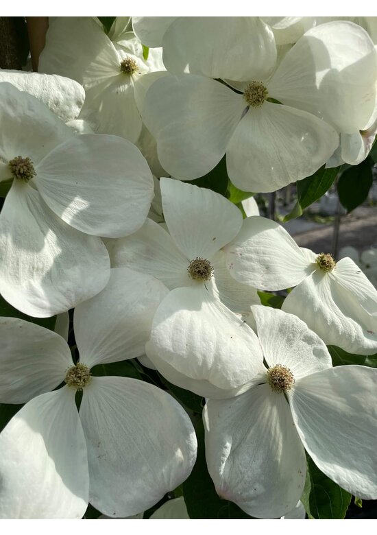 Japanischer Blumen-Hartriegel 'Rutdan' | Cornus 'Rutdan' (Celestial) Japanischer Blumen-Hartriegel 'Rutdan' | Cornus 'Rutdan' (Celestial)