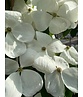 Japanischer Blumen-Hartriegel 'Rutdan' | Cornus 'Rutdan' (Celestial)