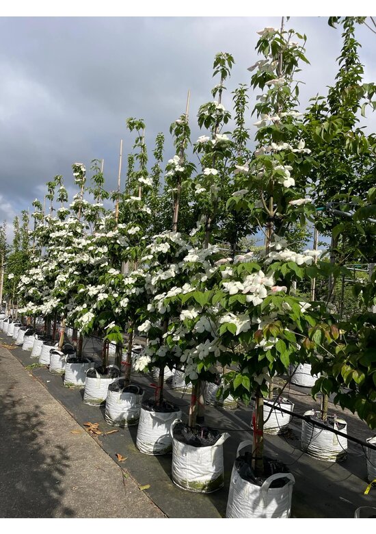 Japanischer Blumen-Hartriegel 'Rutdan' | Cornus 'Rutdan' (Celestial)