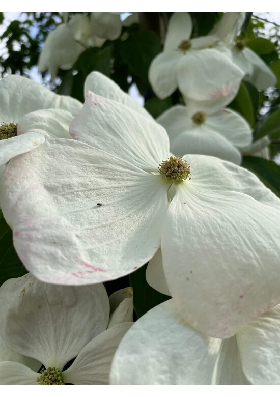 Japanischer Blumen-Hartriegel 'Rutdan' | Cornus 'Rutdan' (Celestial) Japanischer Blumen-Hartriegel 'Rutdan' | Cornus 'Rutdan' (Celestial)
