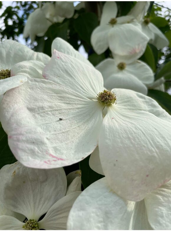 Japanischer Blumen-Hartriegel 'Rutdan' | Cornus 'Rutdan' (Celestial) Japanischer Blumen-Hartriegel 'Rutdan' | Cornus 'Rutdan' (Celestial)
