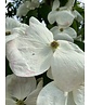 Japanischer Blumen-Hartriegel 'Rutdan' | Cornus 'Rutdan' (Celestial) Japanischer Blumen-Hartriegel 'Rutdan' | Cornus 'Rutdan' (Celestial)