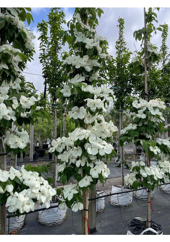 Japanischer Blumen-Hartriegel 'Rutdan' | Cornus 'Rutdan' (Celestial) Japanischer Blumen-Hartriegel 'Rutdan' | Cornus 'Rutdan' (Celestial)