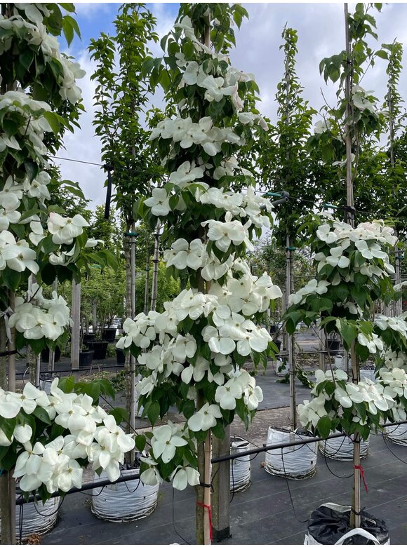 Japanischer Blumen-Hartriegel 'Rutdan' | Cornus 'Rutdan' (Celestial) Japanischer Blumen-Hartriegel 'Rutdan' | Cornus 'Rutdan' (Celestial)