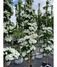 Japanischer Blumen-Hartriegel 'Rutdan' | Cornus 'Rutdan' (Celestial) Japanischer Blumen-Hartriegel 'Rutdan' | Cornus 'Rutdan' (Celestial)