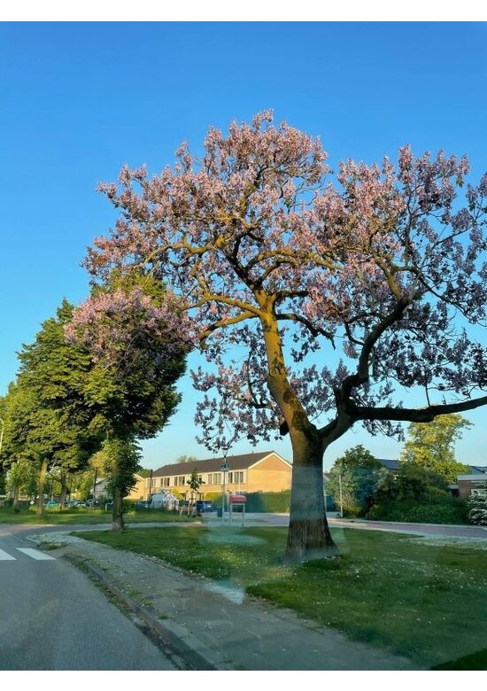 Blauglockenbaum - Kiribaum - Kaiserbaum | Paulownia tomentosa