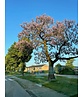 Blauglockenbaum - Kiribaum - Kaiserbaum | Paulownia tomentosa