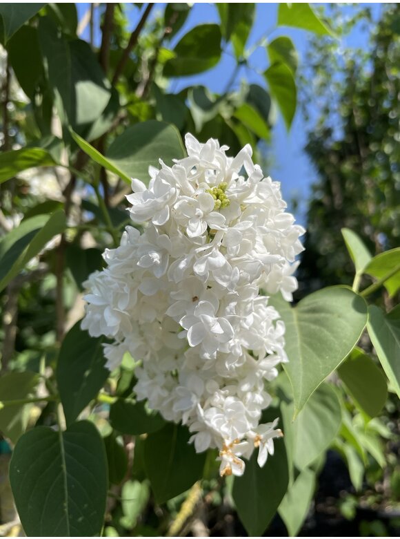 Edelflieder 'Madame Lemoine' Mehrstämmig | Syringa vulgaris 'Mad Edelflieder 'Madame Lemoine' Mehrstämmig | Syringa vulgaris 'Mad