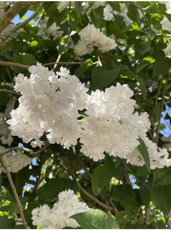Edelflieder 'Madame Lemoine' Mehrstämmig | Syringa vulgaris 'Mad Edelflieder 'Madame Lemoine' Mehrstämmig | Syringa vulgaris 'Mad