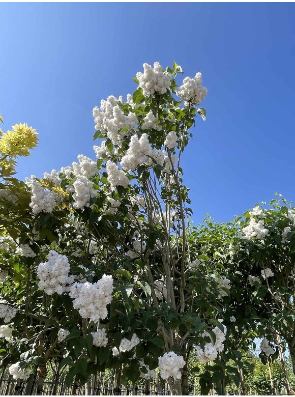 Edelflieder 'Madame Lemoine' Mehrstämmig | Syringa vulgaris 'Mad Edelflieder 'Madame Lemoine' Mehrstämmig | Syringa vulgaris 'Mad