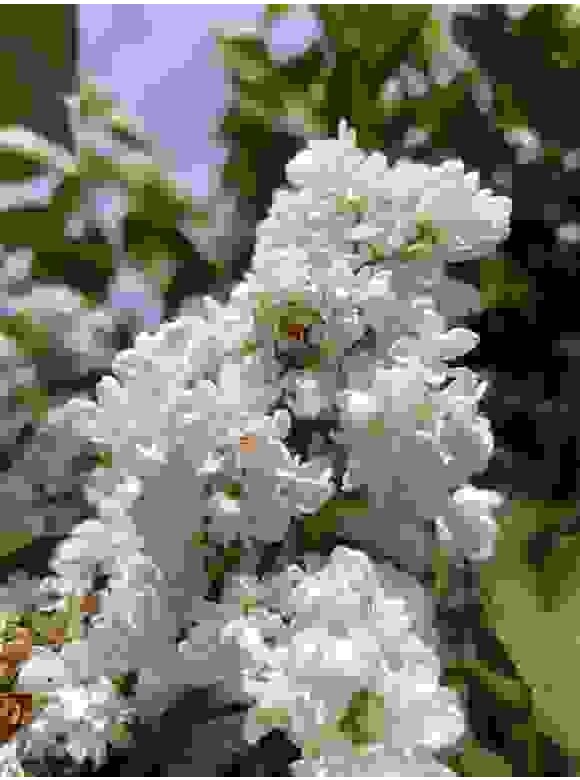 Edelflieder 'Madame Lemoine' Mehrstämmig | Syringa vulgaris 'Mad Edelflieder 'Madame Lemoine' Mehrstämmig | Syringa vulgaris 'Mad