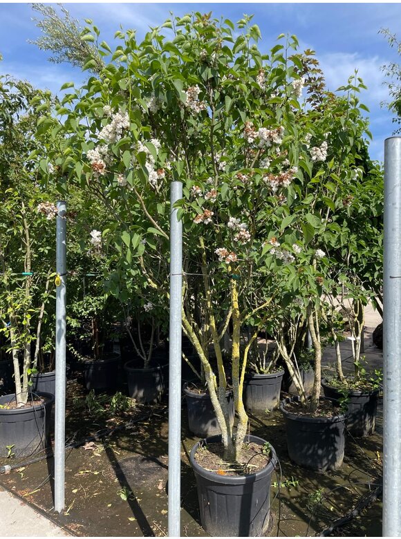 Edelflieder 'Madame Lemoine' Mehrstämmig | Syringa vulgaris 'Mad Edelflieder 'Madame Lemoine' Mehrstämmig | Syringa vulgaris 'Mad