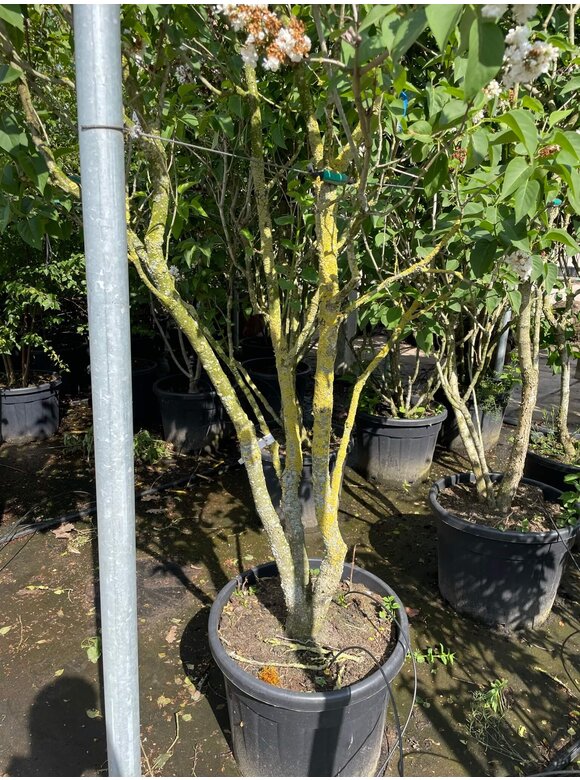 Edelflieder 'Madame Lemoine' Mehrstämmig | Syringa vulgaris 'Mad Edelflieder 'Madame Lemoine' Mehrstämmig | Syringa vulgaris 'Mad