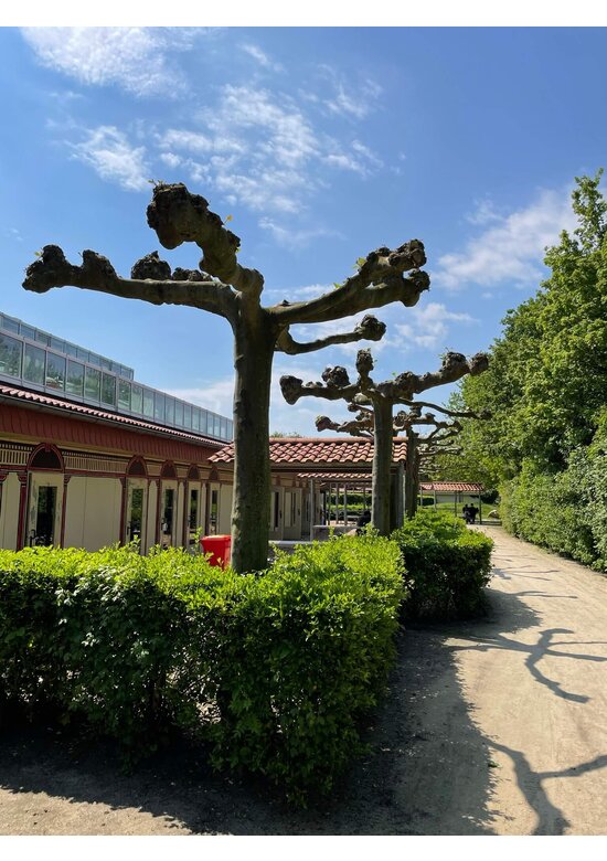 Dachplatane | Platanus hispanica