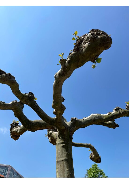 Dachplatane | Platanus hispanica