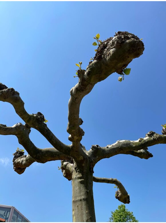 Dachplatane | Platanus hispanica Dachplatane | Platanus hispanica