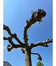 Dachplatane | Platanus hispanica Dachplatane | Platanus hispanica