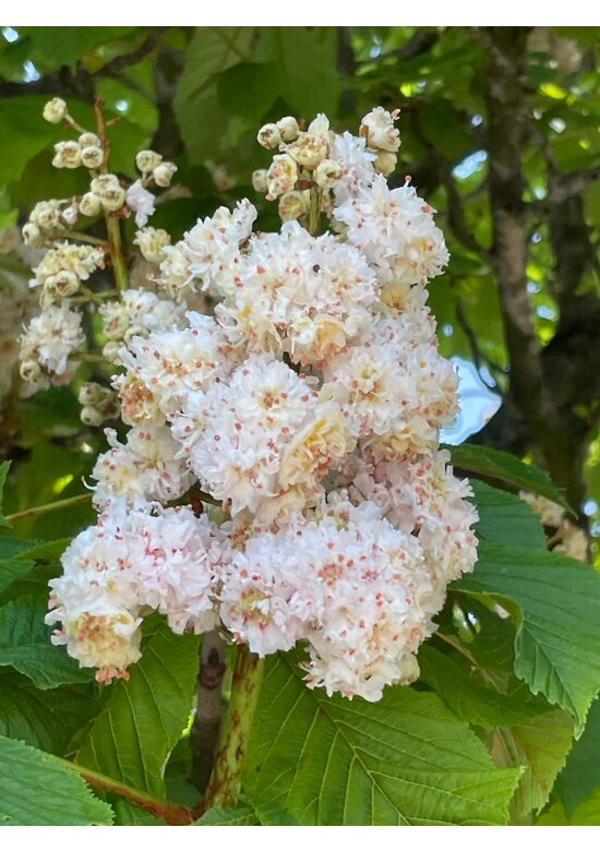 Gefülltblühende Rosskastanie 'Baumannii' | Aesculus hippocastanum 'Baumannii'