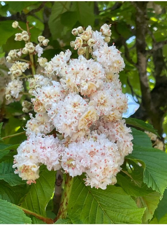 Gefülltblühende Rosskastanie 'Baumannii' | Aesculus hippocastanum 'Baumannii' Gefülltblühende Rosskastanie 'Baumannii' | Aesculus hippocastanum 'Baumannii'