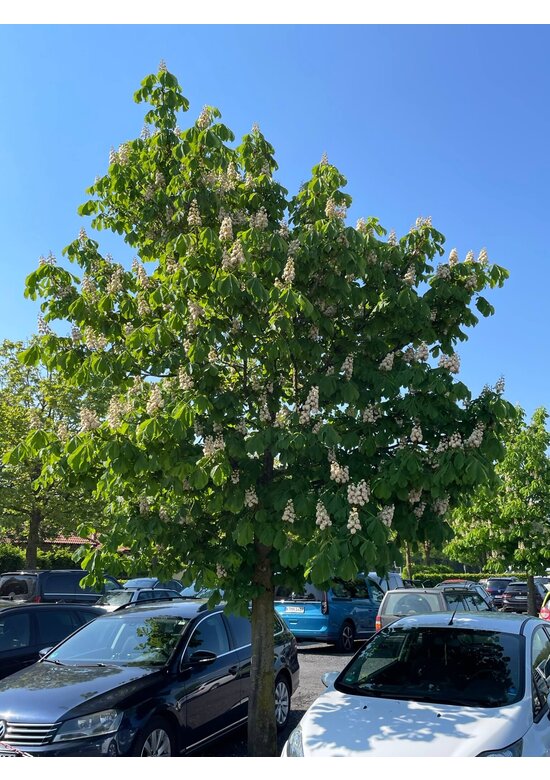 Gefülltblühende Rosskastanie 'Baumannii' | Aesculus hippocastanum 'Baumannii'