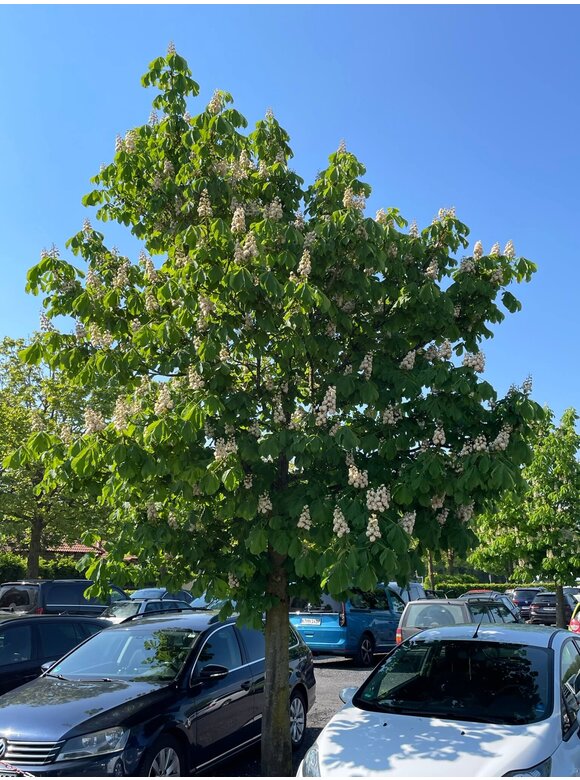 Gefülltblühende Rosskastanie 'Baumannii' | Aesculus hippocastanum 'Baumannii' Gefülltblühende Rosskastanie 'Baumannii' | Aesculus hippocastanum 'Baumannii'