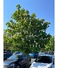 Gefülltblühende Rosskastanie 'Baumannii' | Aesculus hippocastanum 'Baumannii'