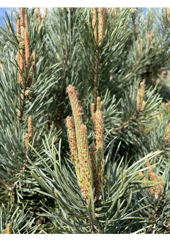 Silberkiefer 'Watereri' | Pinus sylvestris 'Watereri'