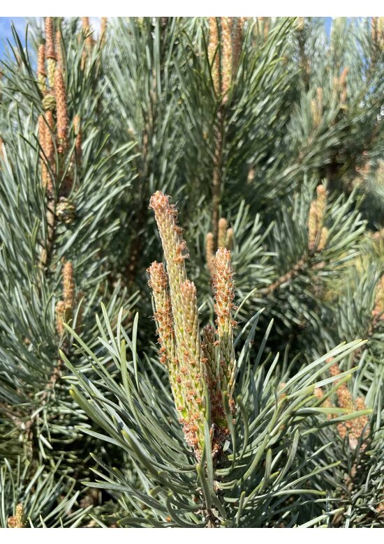Silberkiefer 'Watereri' | Pinus sylvestris 'Watereri'