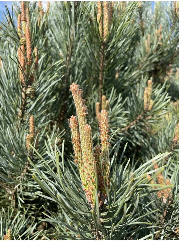 Silberkiefer 'Watereri' | Pinus sylvestris 'Watereri' Silberkiefer 'Watereri' | Pinus sylvestris 'Watereri'