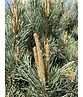 Silberkiefer 'Watereri' | Pinus sylvestris 'Watereri'