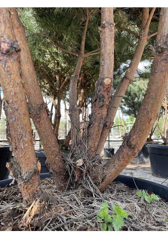 Silberkiefer 'Watereri' | Pinus sylvestris 'Watereri'