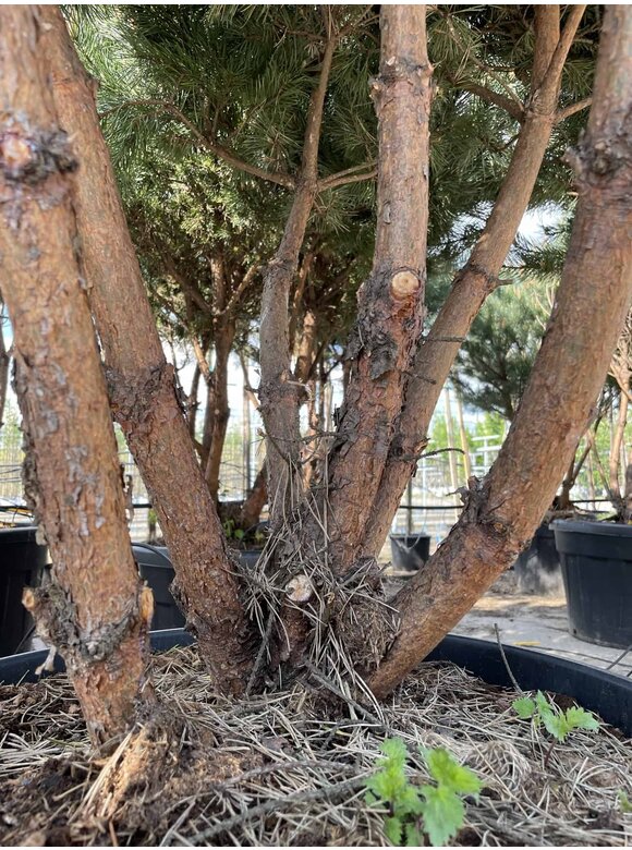 Silberkiefer 'Watereri' | Pinus sylvestris 'Watereri' Silberkiefer 'Watereri' | Pinus sylvestris 'Watereri'