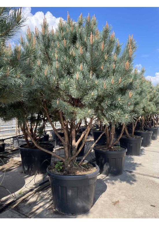 Silberkiefer 'Watereri' | Pinus sylvestris 'Watereri'