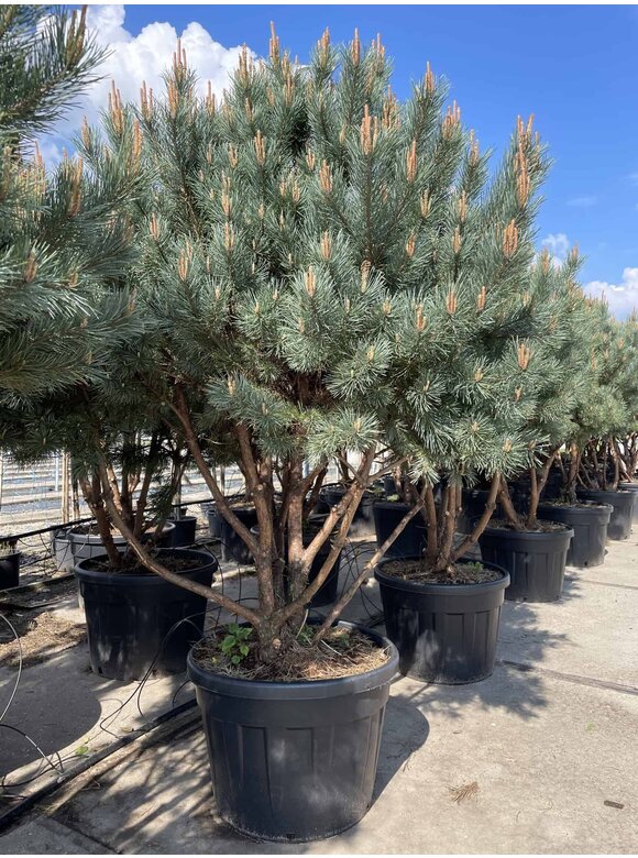 Silberkiefer 'Watereri' | Pinus sylvestris 'Watereri' Silberkiefer 'Watereri' | Pinus sylvestris 'Watereri'