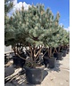 Silberkiefer 'Watereri' | Pinus sylvestris 'Watereri'