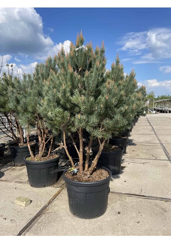 Silberkiefer 'Watereri' | Pinus sylvestris 'Watereri'