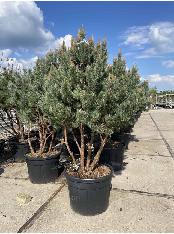 Silberkiefer 'Watereri' | Pinus sylvestris 'Watereri' Silberkiefer 'Watereri' | Pinus sylvestris 'Watereri'