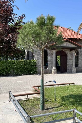 Schirmpinie | Pinus pinea