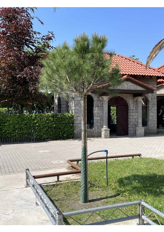 Schirm-Pinie - Mittelmeer-Kiefer | Pinus pinea