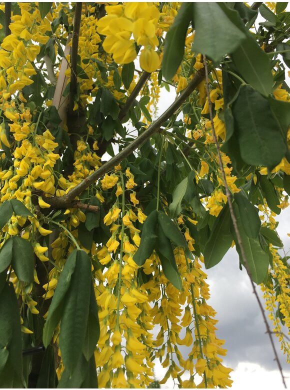 Goldregen Mehrstämmig | Laburnum watereri 'Vossii' Goldregen Mehrstämmig | Laburnum watereri 'Vossii'